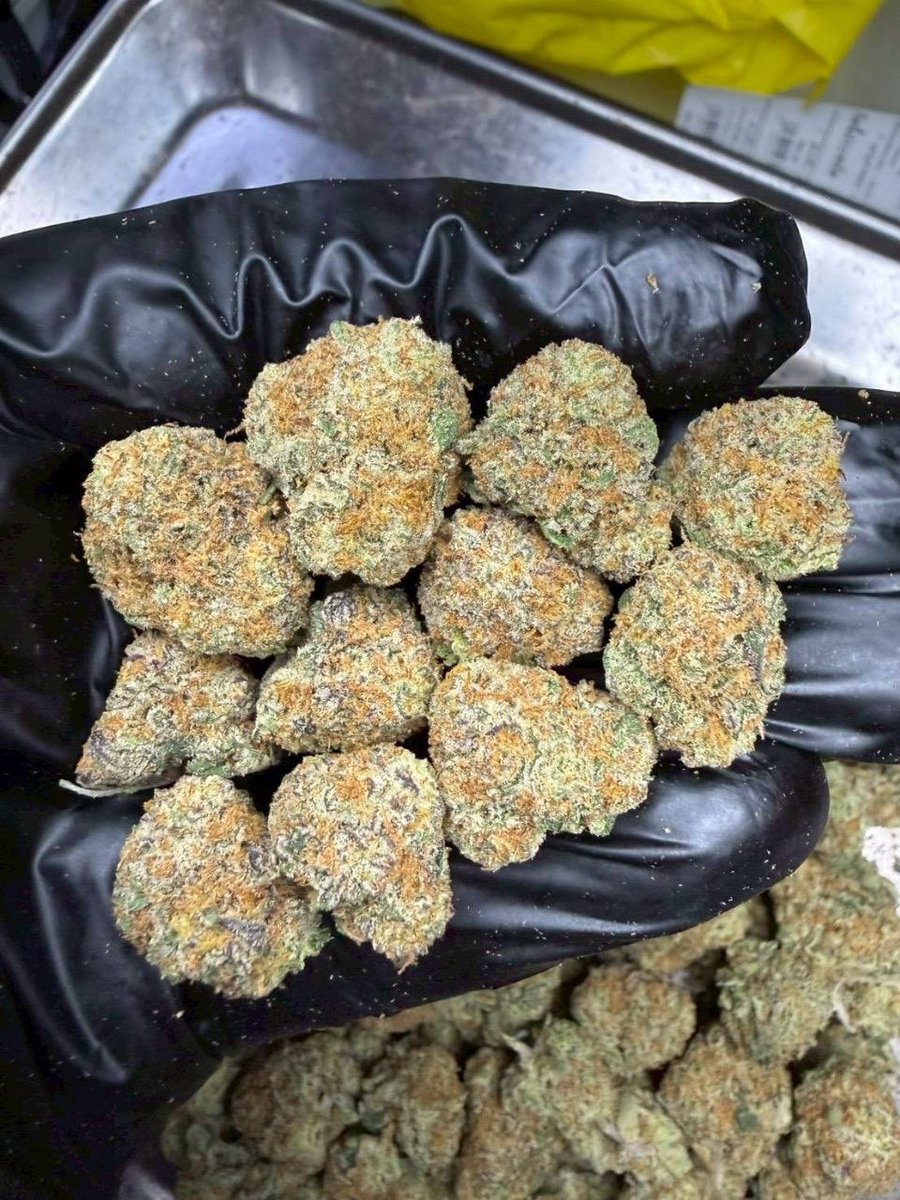 thomas_boyd420's tweet photo. 🫐Blueberry Muffin (Pop)
       ( 🤮 THC 31-32% )
( Indica 80% / Sativa 20% )
❄️ Indoor Exotic

https://t.co/WSrfRoXNxd

#UltimateStrain #THC34 #IndicaSativa #IndoorExotic #HighTHC #BalancedHybrid #PremiumCannabis #ExoticWeed #CannabisCulture https://t.co/1YR4VbMXm4