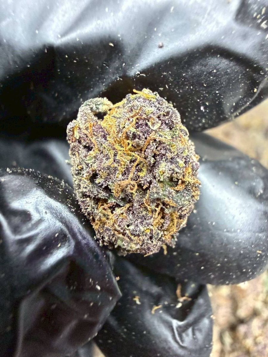 thomas_boyd420's tweet photo. 🍒 Cherry Burst (Pop)
       ( 🤮 THC 31.5% )
( Indica 70% / Sativa 30% )
❄️ Indoor Exotic

https://t.co/WSrfRoXNxd

#UltimateStrain #THC34 #IndicaSativa #IndoorExotic #CannabisCommunity #HighTHC #BalancedHybrid #PremiumCannabis #ExoticWeed #CannabisCulture https://t.co/epvANV3Y7n