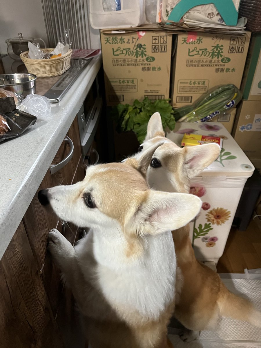 ルーちゃんママ (@tu_qwl) / Posts / X