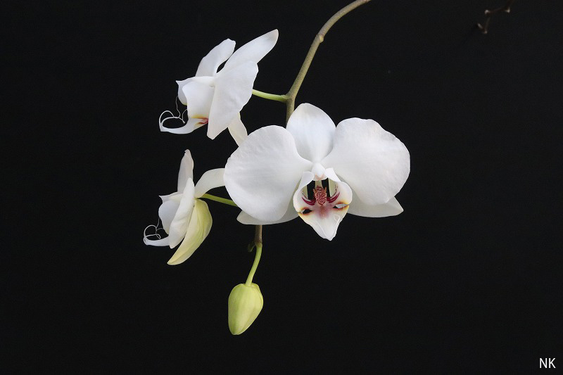 NK】 (@nknk81191345) / Posts / X