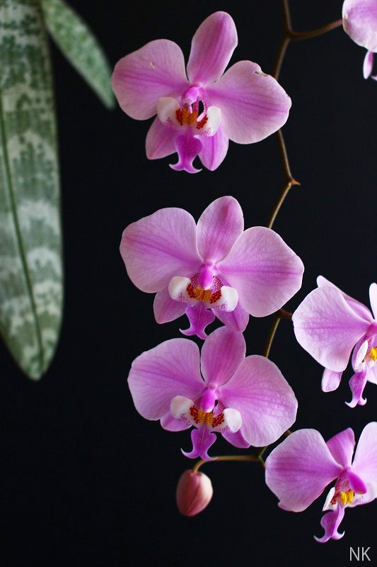 NK】 (@nknk81191345) / Posts / X