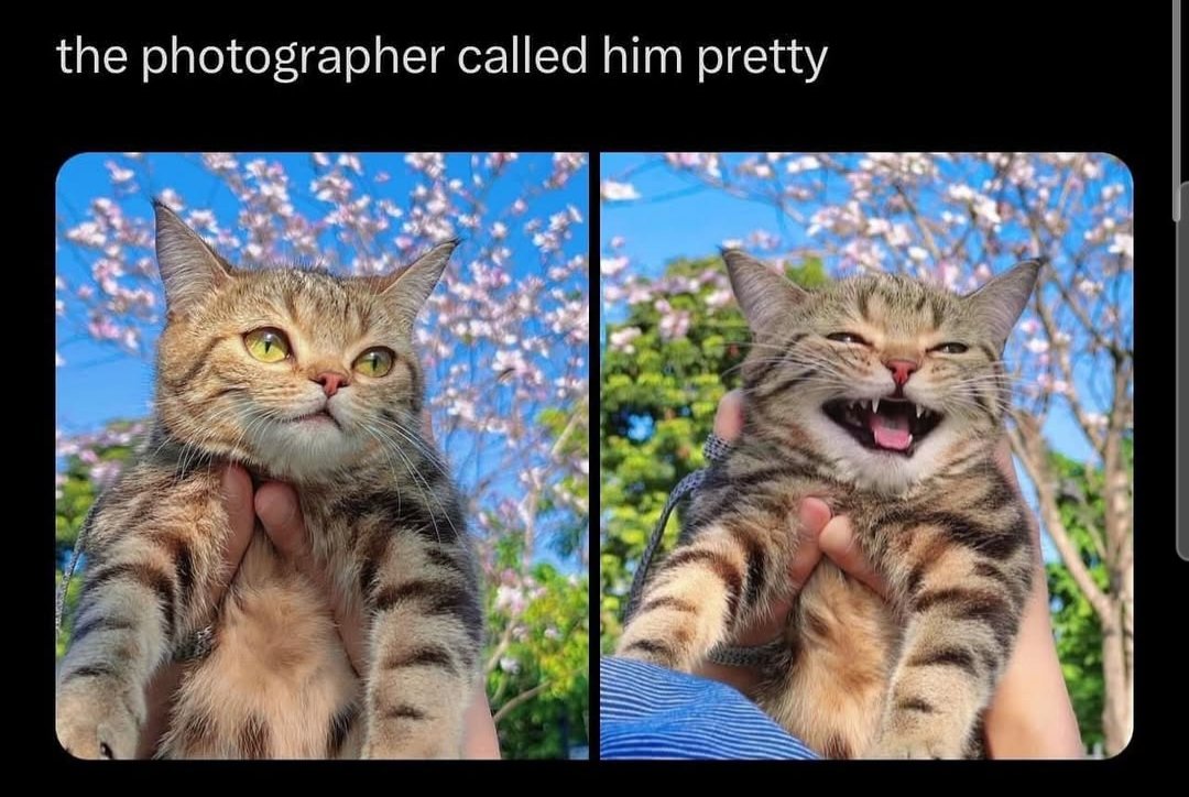 kyle_w_bird's tweet photo. Happy Caturday!!
#catsofinstagram #catsofsocialmedia #happycaturday #caturday #cats #catmemes https://t.co/CEeYPmm7Mt