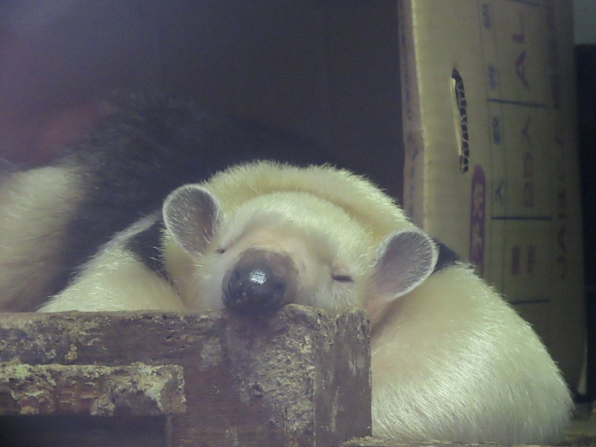 ☔だし寒いし今日はZOO活中止、起きたくないな…

📷️20251203
＃ミナミコアリクイ
＃野毛山動物園
＃このは