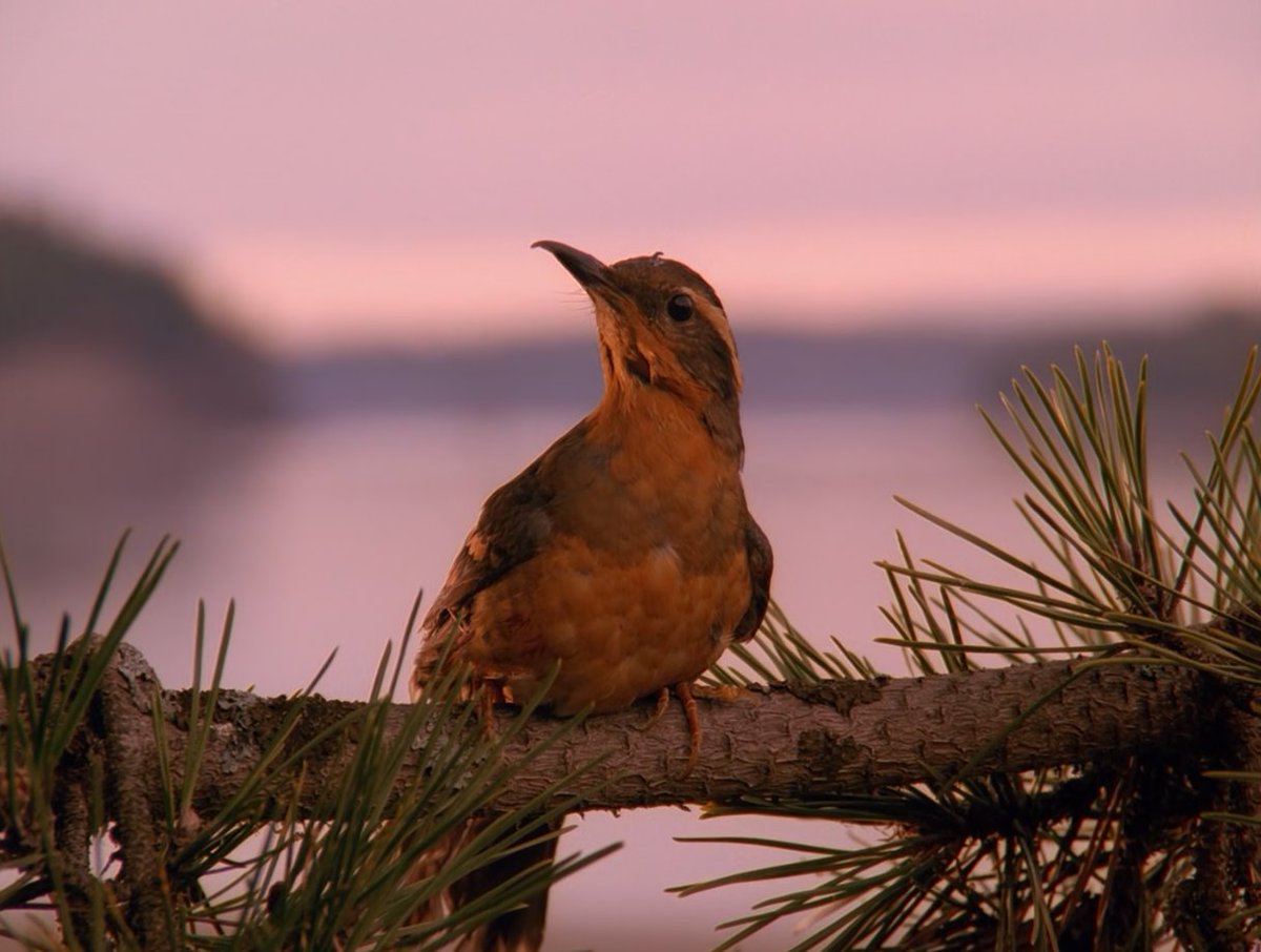 schumisnoopy's tweet image. twin peaks character of the day: the female varied thrush