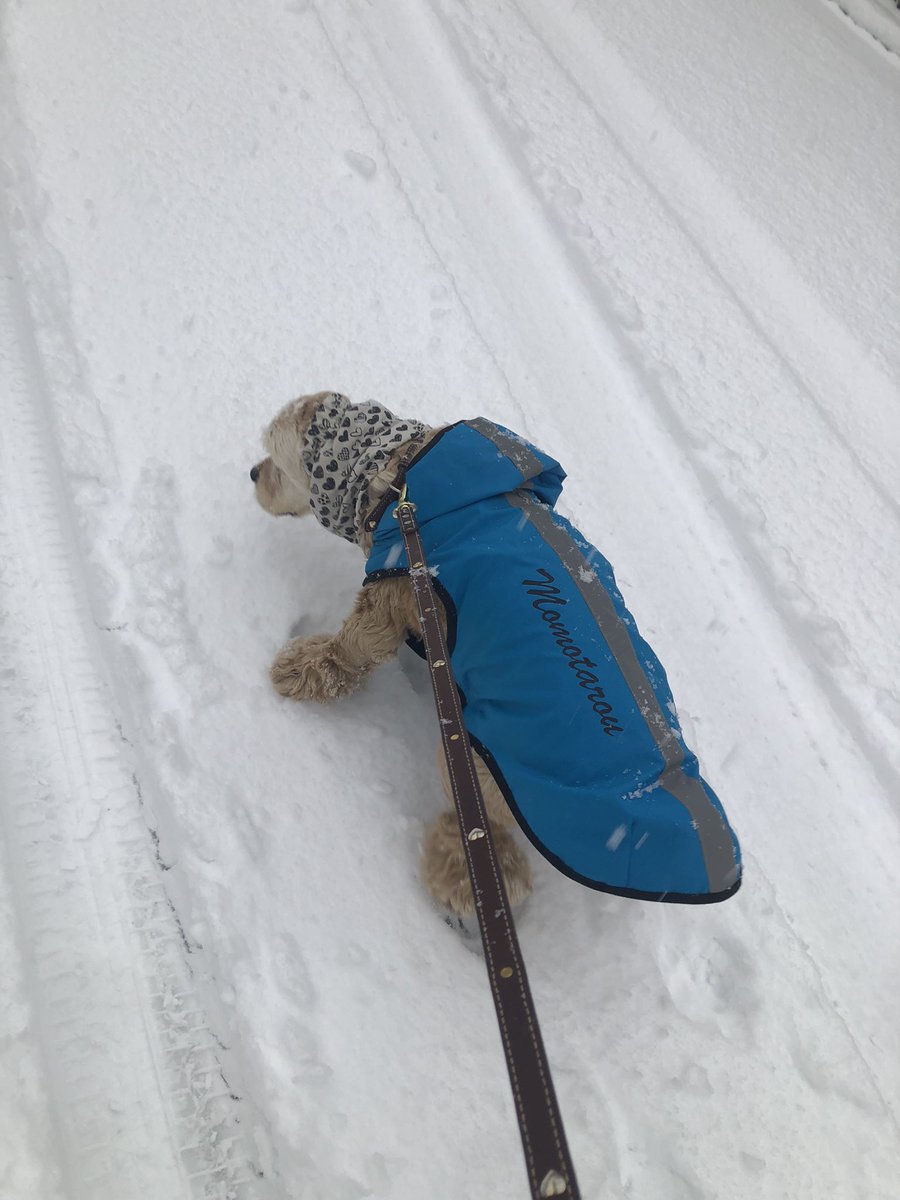 RT @0204momotaro: 雪の中、お散歩しました⛄️ あまりテンション