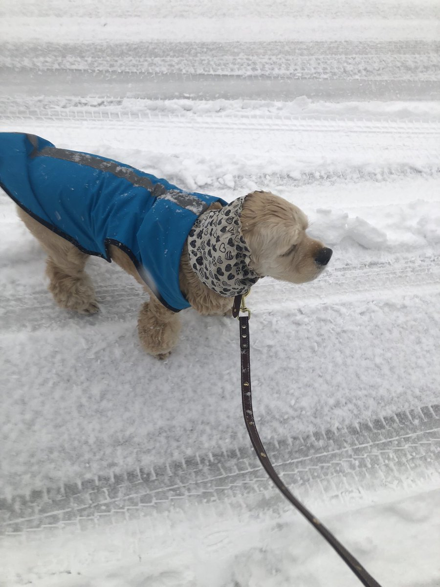 RT @0204momotaro: 雪の中、お散歩しました⛄️ あまりテンション