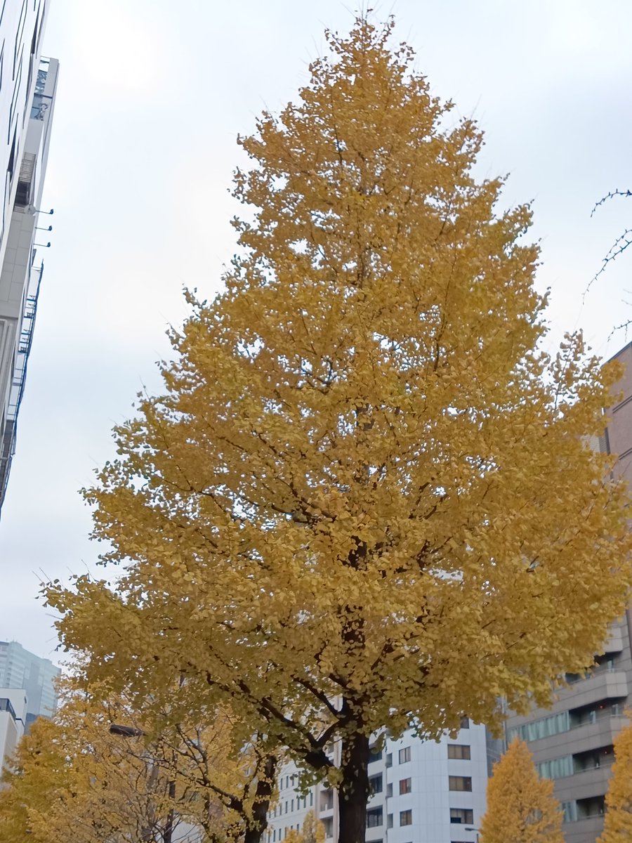 sasamon99's tweet photo. 昭和通りのイチョウ並木です。
#東京 #風景 #イチョウ #銀杏 #中央区 #冬

Ginkgo,Maidenhair tree at Ginza
#tokyo #Ginza #Ginkgo #Maidenhairtree #Japan #landscape #autumn https://t.co/cI63fEV02i