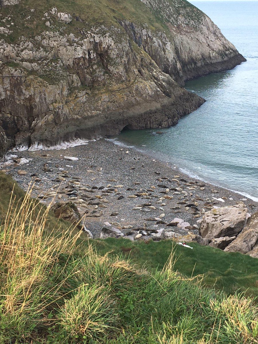 nodreek's tweet photo. I saw so many seals today🥹🥹 https://t.co/kwhYnm5CpK