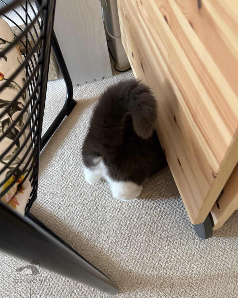 おもち (@omochiomoching) / Posts / X