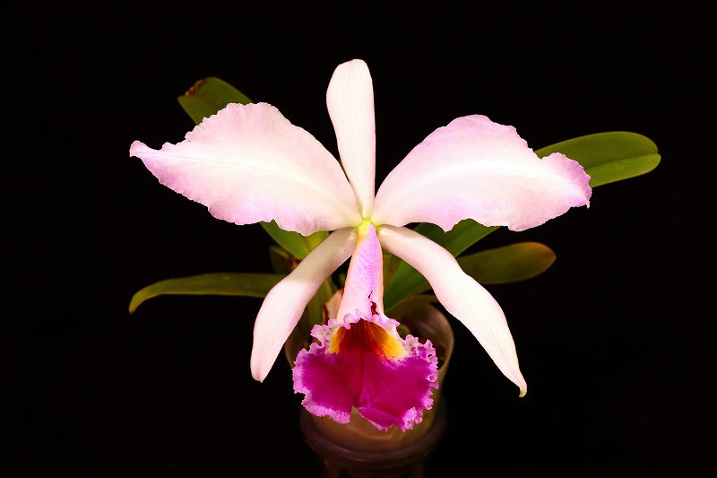 NK】 (@nknk81191345) / Posts / X