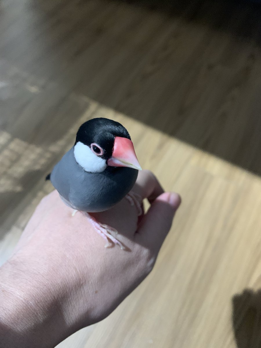 鳥桜ぶん (@bun_torizakura) on X