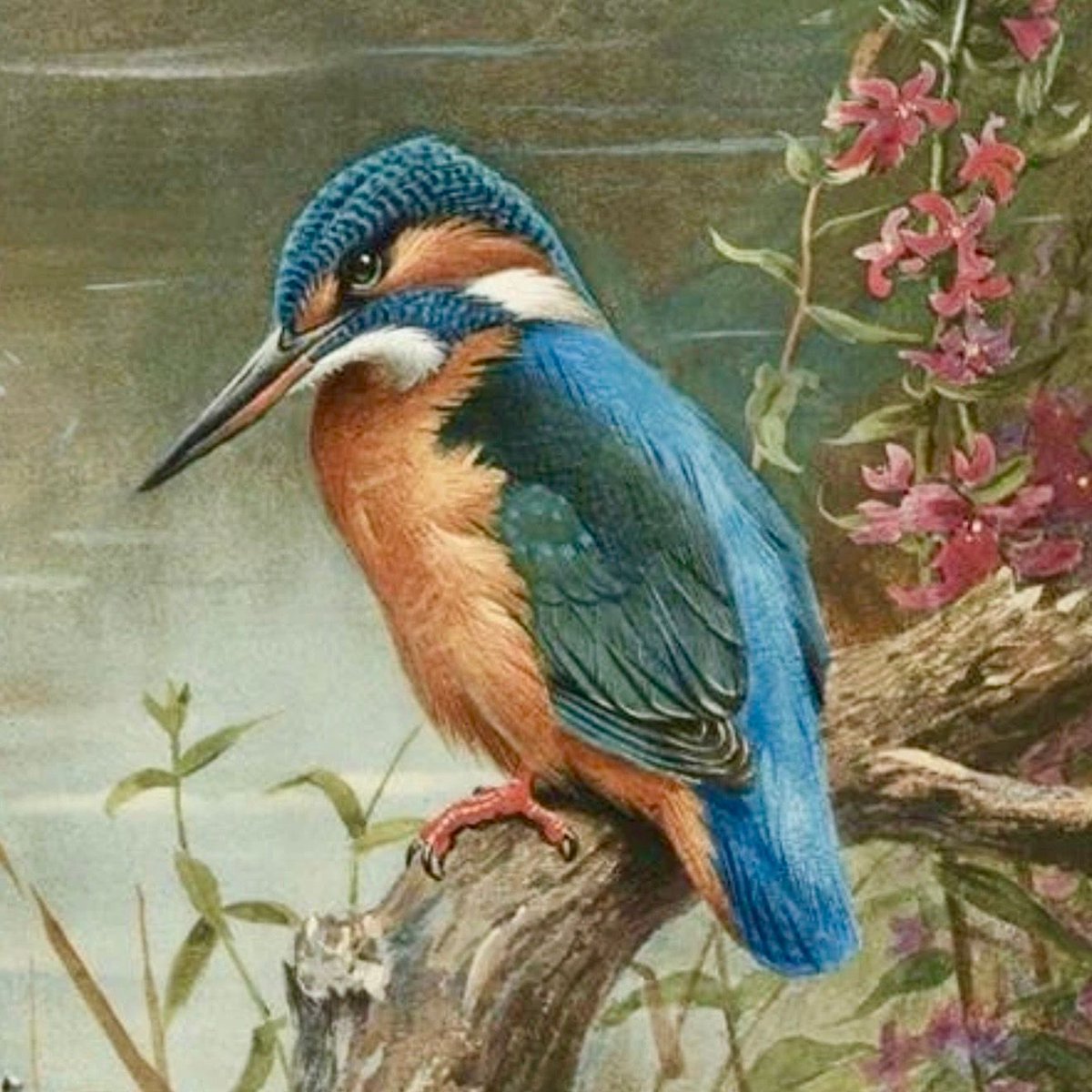 14 Dec: Greek myth tells of Ceyx and Alcyone, two lovers separated by death but reunited as halcyons, kingfisher-like birds by the gods. The seven days before and after the #WinterSolstice were Halcyon Days, when the sea was kept calm as Alcyone sat upon her nest. #FolkloreSunday