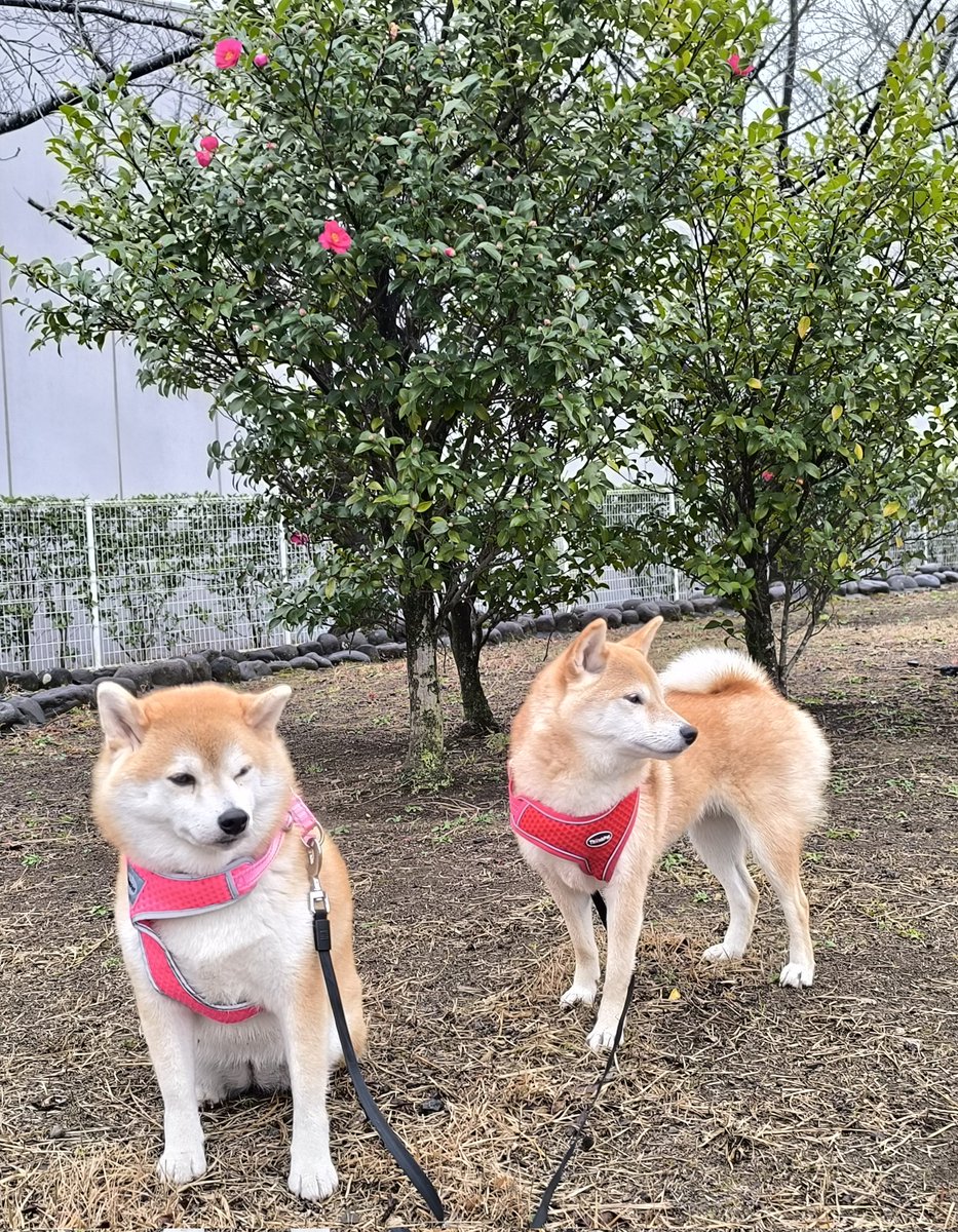 お早うございます😊
小雨☔
土手でウォーキングのおじさんに会えました😆
ちび子　ニコニコ😊
まる子　ニコニコ😊
#柴犬　#犬との生活　#犬のいる生活