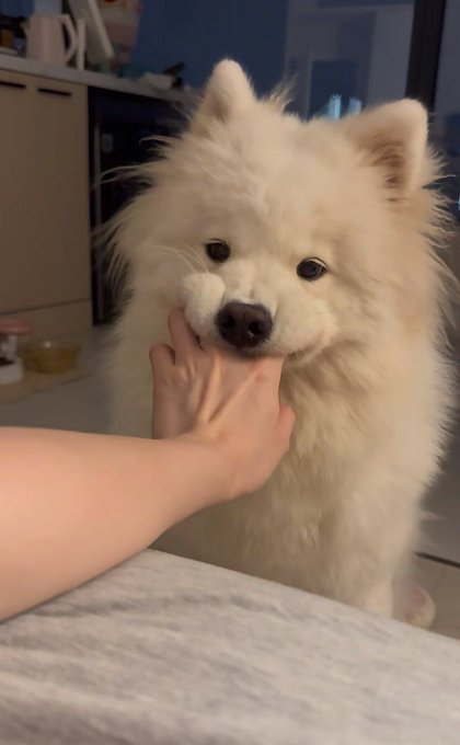 everything dogs 🐶 (@everythingdogss) on Twitter photo 