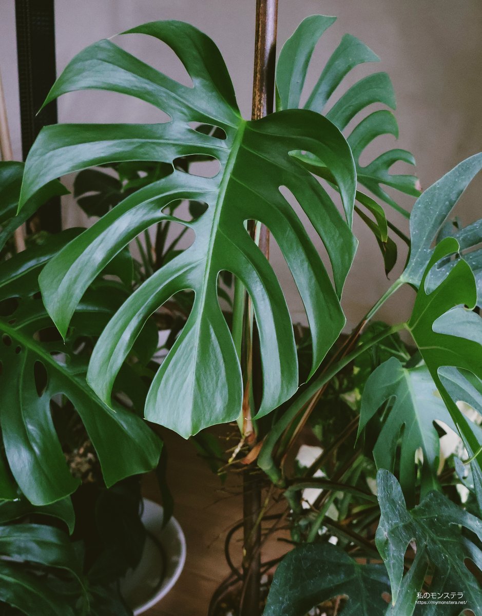 私のモンステラ (@mymonstera) / Posts / X