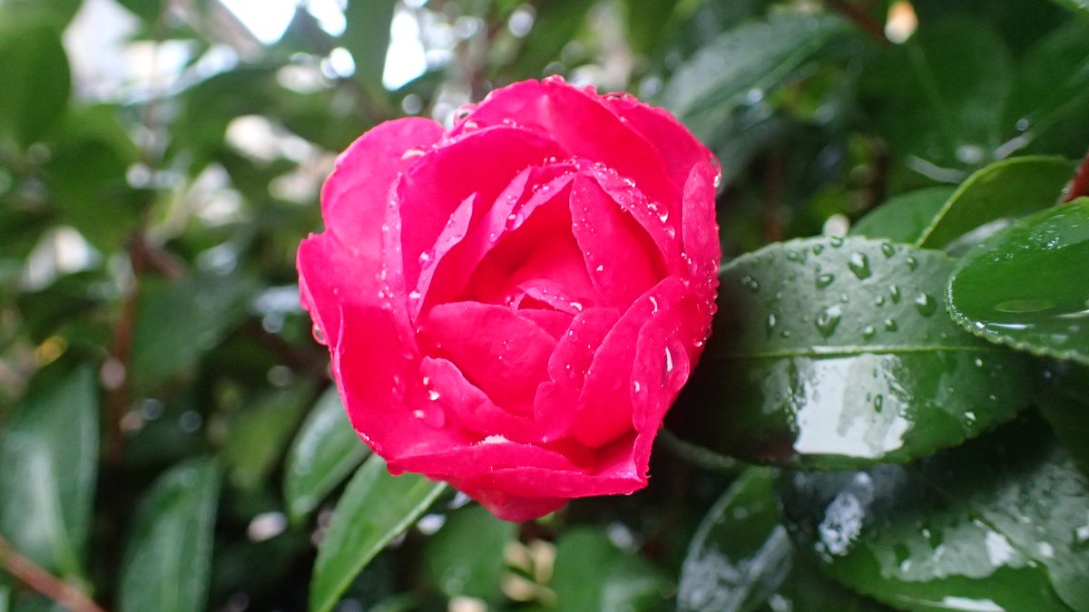 akira_science's tweet photo. みなさまおはようございます。今朝の北陸の天気は☔気温ただいま9℃。夕方からは⛄も混じるようです😓
北陸らしい天気☔⚡です。各地🗾荒れた天気のところもありようです。お出かけのみなさん、気象情報をご確認の上お気をつけて👋
どちらさまも素敵✨な日曜日を😊
本日もよろしくお願いいたします😊 https://t.co/OgmGgZkT48
