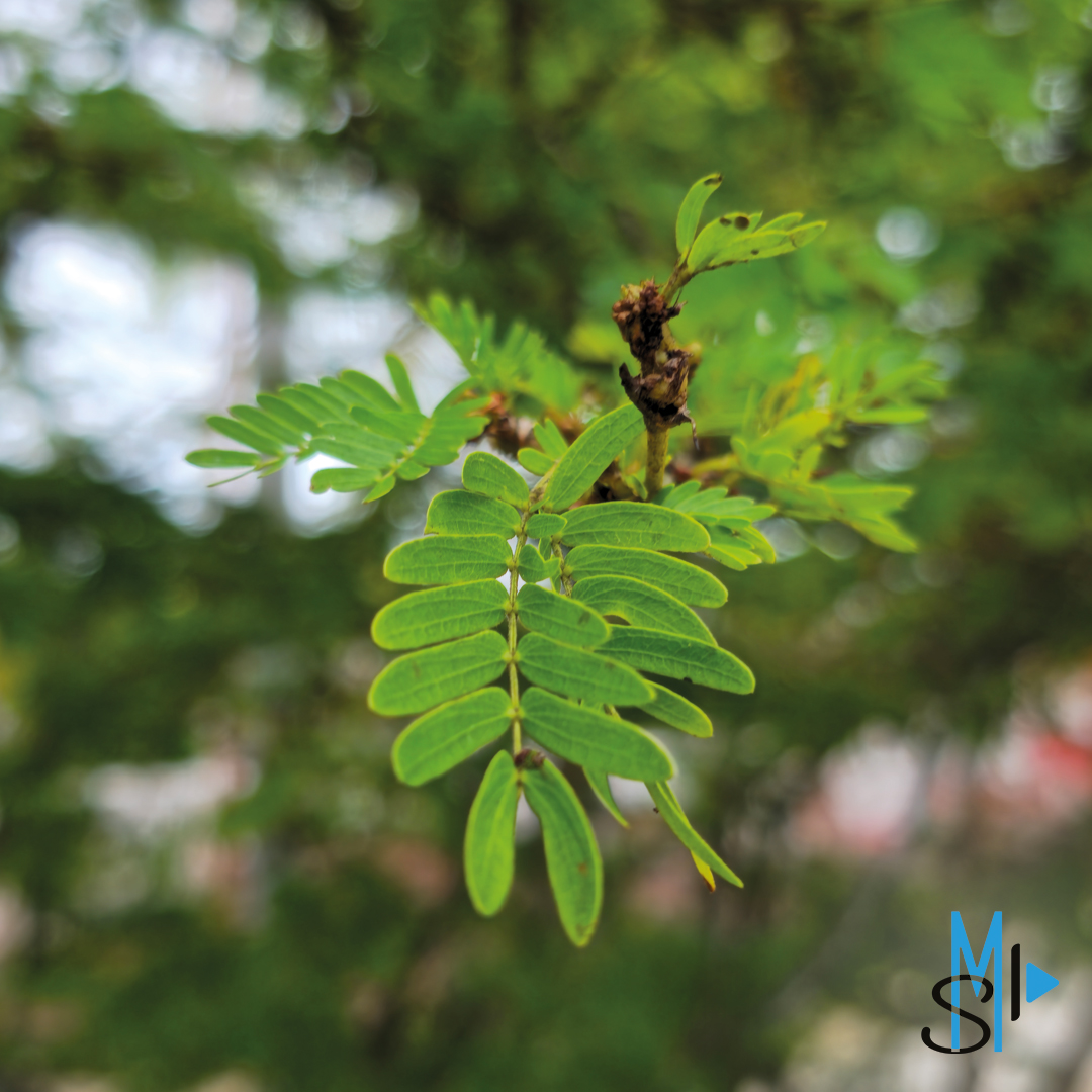 SaveMotionProd's tweet image. #SaveMotionProduction #photography #nature #martinique #972