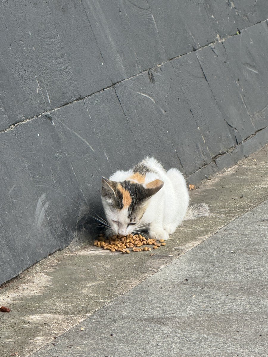 CatsofJakartaID's tweet photo. She gets lots of love!!! 😻
Kemendikti, Jakarta Selatan https://t.co/ZAUqHSLh57