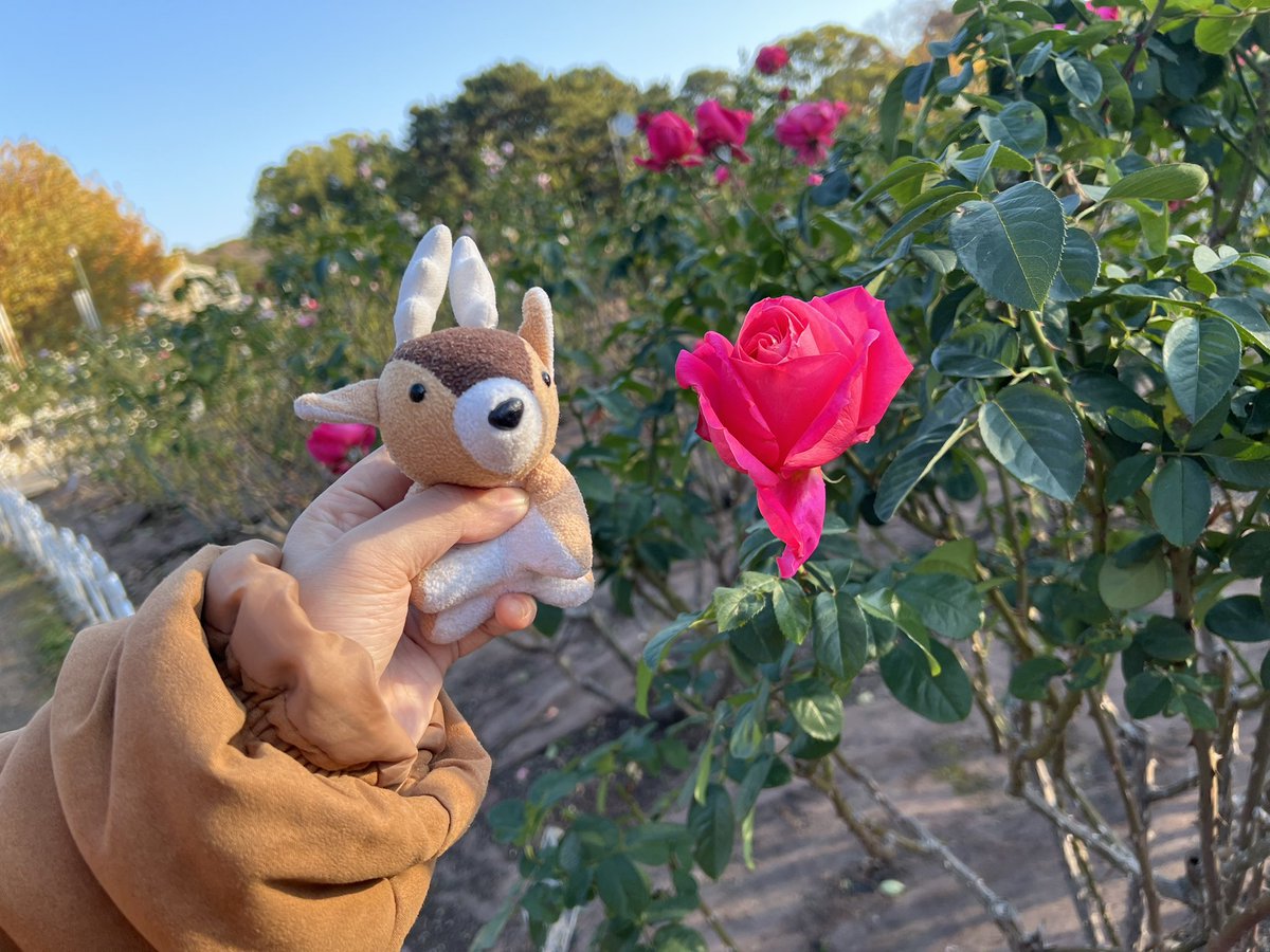 今では、名古屋のライブ前に、スウィちゃんとしかちゃんと薔薇を沢山見に行ける仲に🌹
名古屋ライブもめちゃめちゃ良かったなぁ…
沢山見に来ていただき、すごく嬉しかったです！
ありがとうございます！
今日はついに、QLIP大感謝祭✨✨
#QLIP大感謝祭
#気づいたら劇団