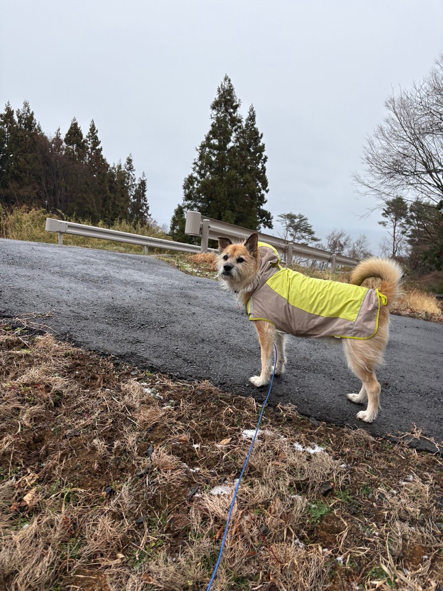 🐕わんわんコレクション🐕 (@santaro1211) / Posts / X