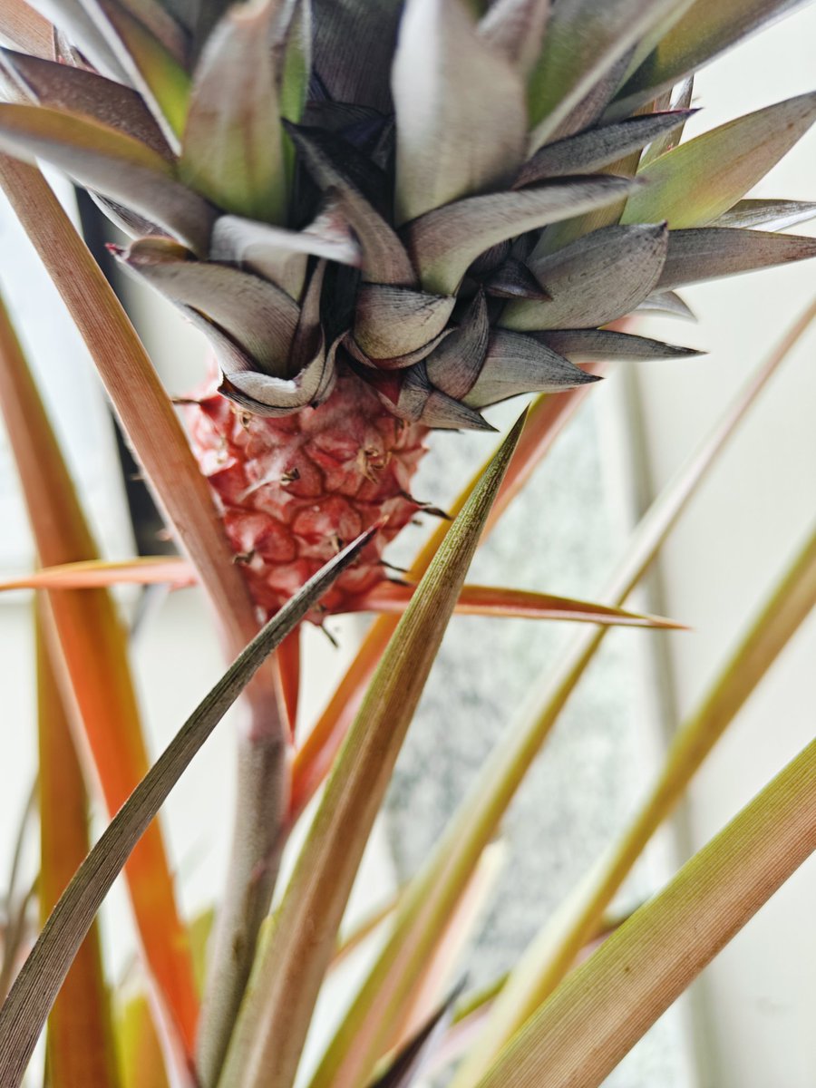 This Microstachys Dwarf Pineapple has decided to have multiple crowns for himself..

#GameOfThrones
#GameOfPineApples
#Nature
