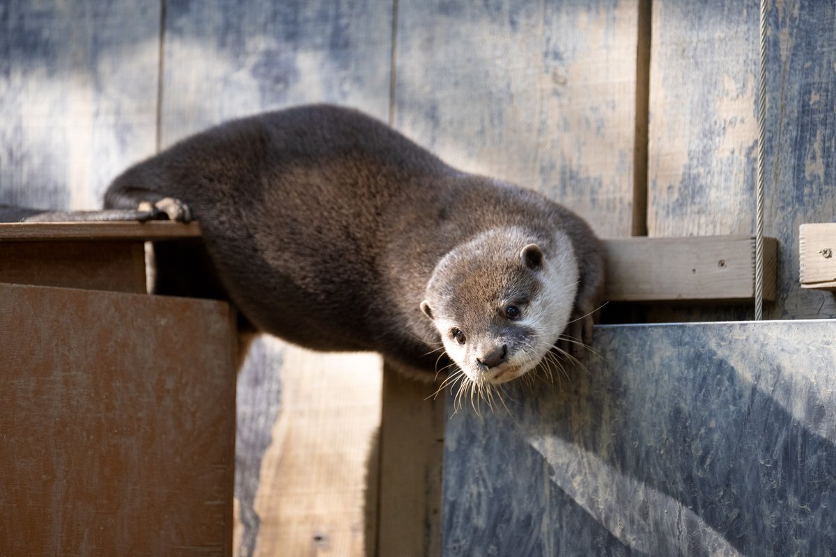 ぬいぐるみのようにフカフカなカワウソさん。 #埼玉県こども動物自然