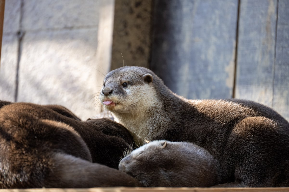 ぬいぐるみのようにフカフカなカワウソさん。 #埼玉県こども動物自然