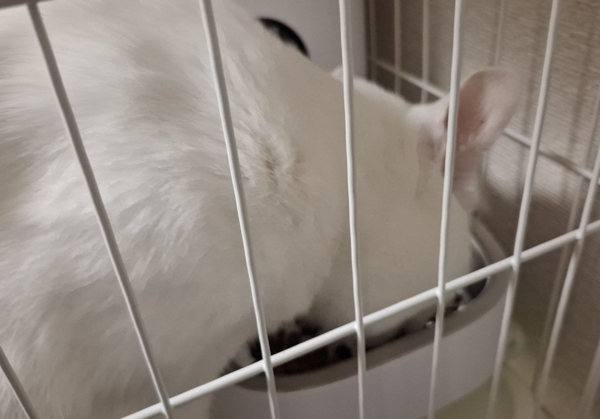 1on1ビデオ通話ありがとうございました🐱
前半はほぼ寝ていて、さとるくんがすこし起きてるかなという感じでした🐱
途中でアッシュくんもさとるくんも あくびをするサービスをしていてかわいかったです🐱
#ことこと爪とぎ