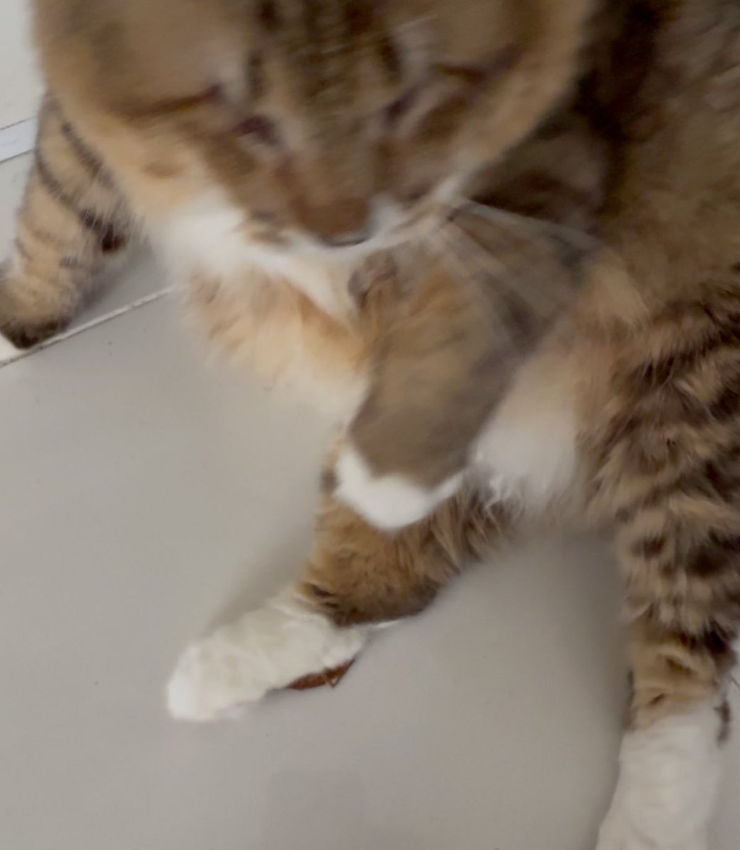 Can y’all guess how my blind fat cat killed this cockroach??

DIA HEMPAP 😭💀