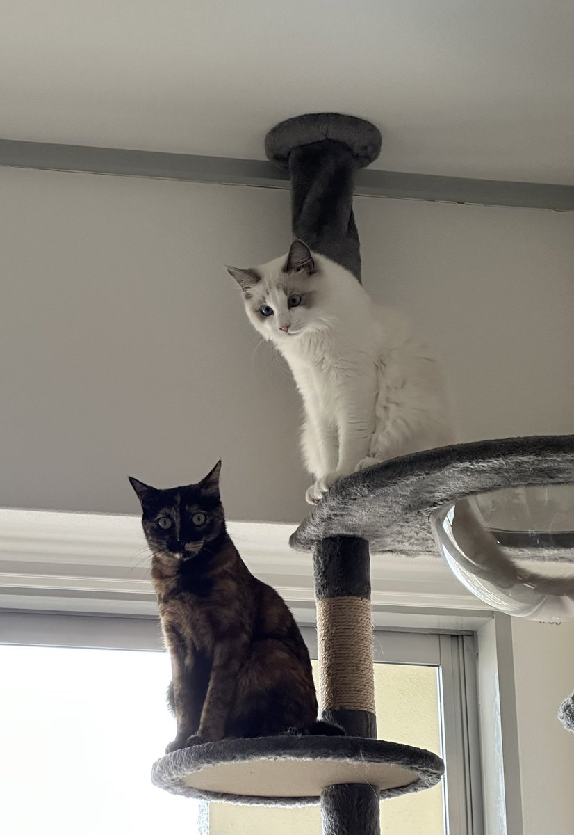 Haru🍥 (@harusyuharu) / Posts / X