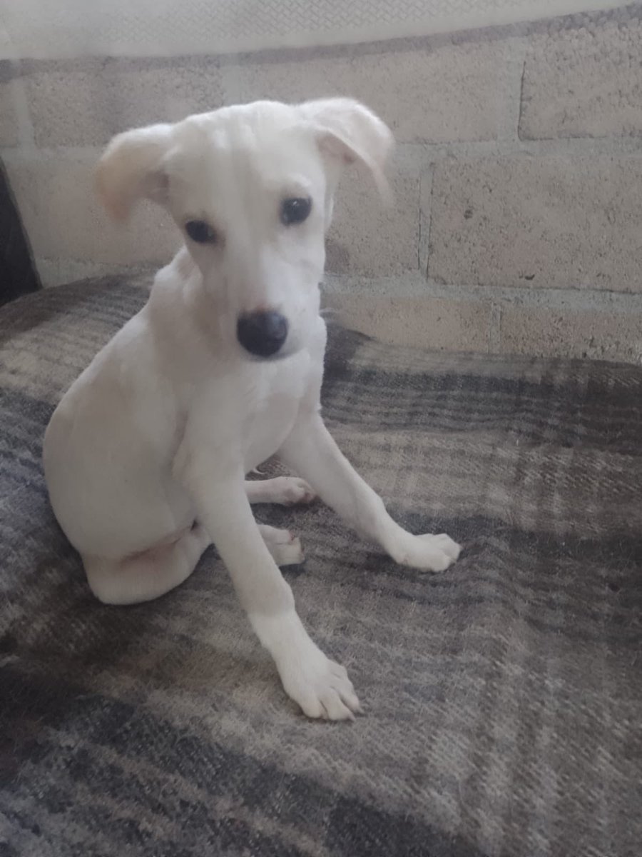 HELA_MORE's tweet image. En la mañana les mencionamos que nos urge que Bruno se adopte para poder ir por sus hermanos,no podemos ir por ellos porque en enero va a bajar mucho el apoyo y va a ser un mes todavía más difícil para poder cubrir todos los gastos,pero ya los van a sacar también a la calle.💔…