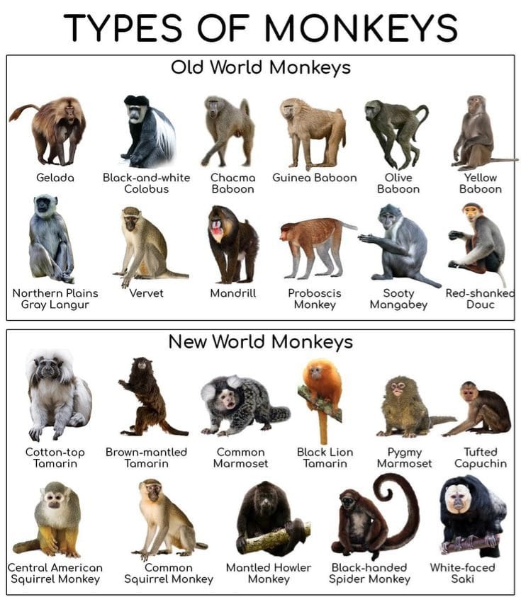 WorkPlayLo2355's tweet photo. #WorldMonkeyDay #worldmonkeyday https://t.co/hJzhVIFfSD