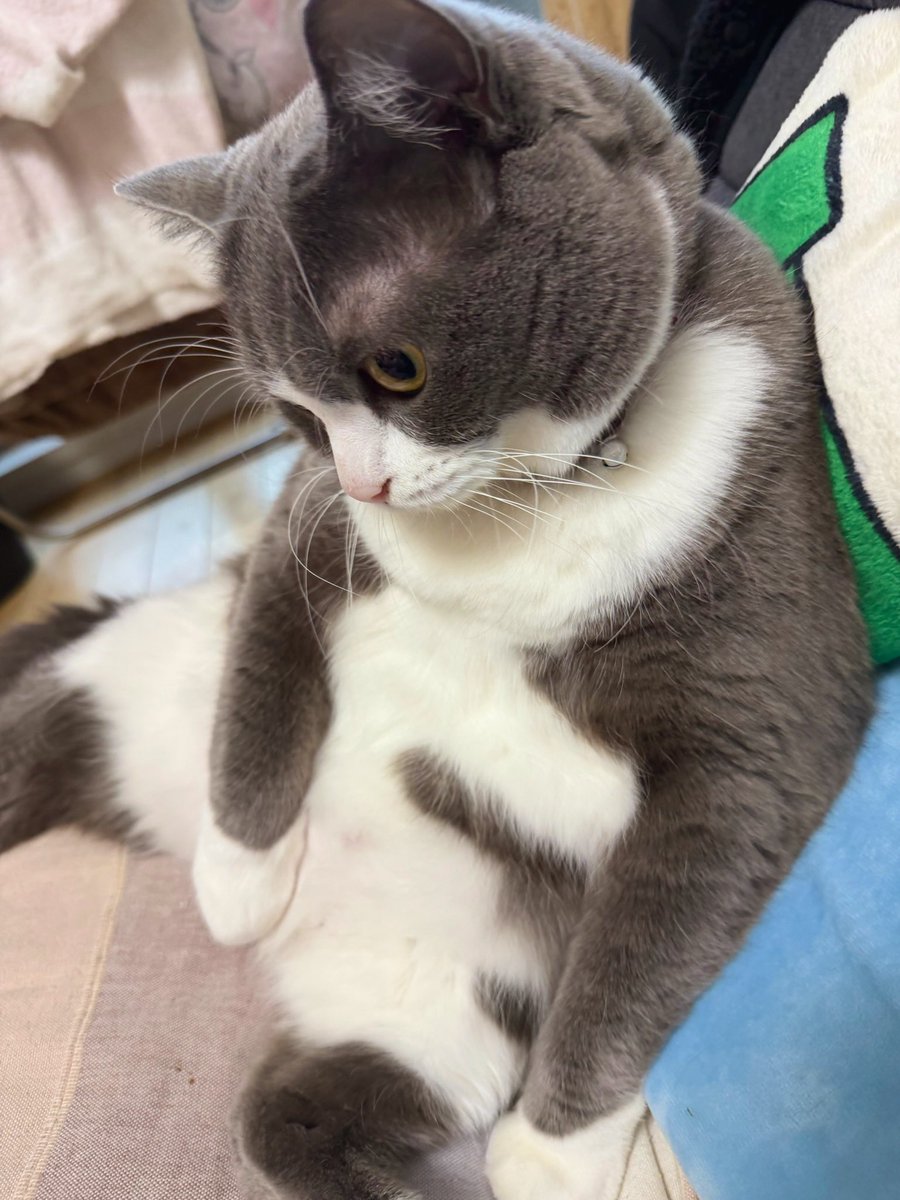 にゃおん (@HBH0aa9FvZFvQNY) / Posts / X