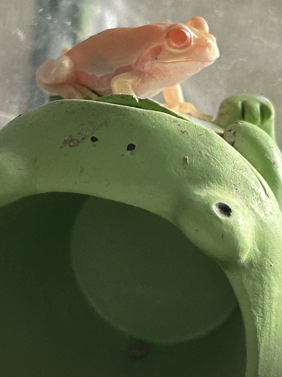 チャコ🐟🐸 tweet media