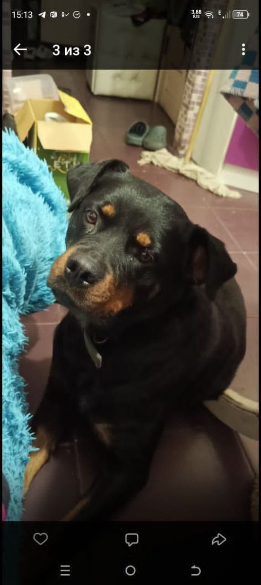 срочный пристрой чудесной девочки!

ужасно грустная история собаки ниже

телефон волонтера
89672838824
Любовь