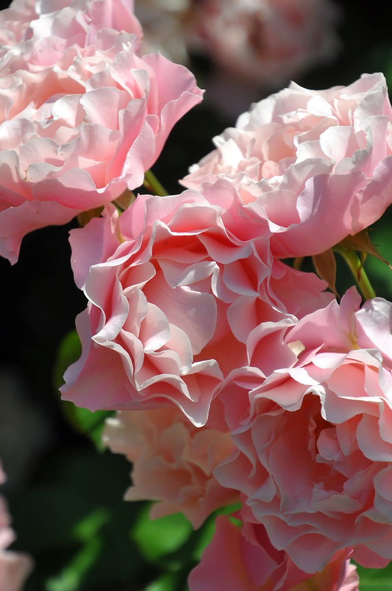 ラスト株！蕾付き❤️完全終了！超入手困難 和バラ苗 バラ苗 予約大苗 2026 爽 そう Sou 国産ノイバラ台木使用 | 予約大苗