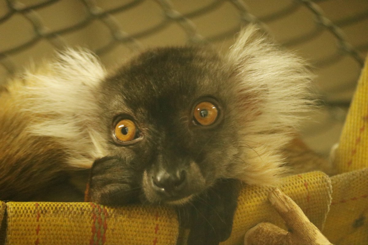 #今年も残りわずかなのに原猿類の写真TLに全然流れてこないから貼ったらいいねん