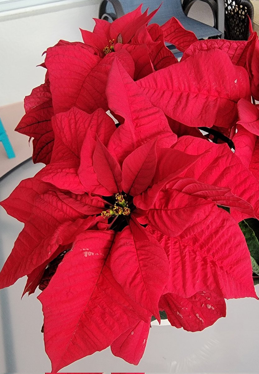 Gen_Boiko's tweet image. Flaming stars glitter
Foliage beams merry bold
Crimson beacons bloom 

Poinsettia on the Patio,
East Coast.

#Flowerreport
#Haiku