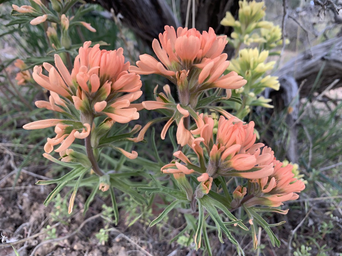 WLDdefense's tweet image. Two paintbrush hues together. The apricot/pink/indescribable hue in focus &amp;amp; a pale yellow paintbrush in the background. The colored parts are really bracts, not petals.