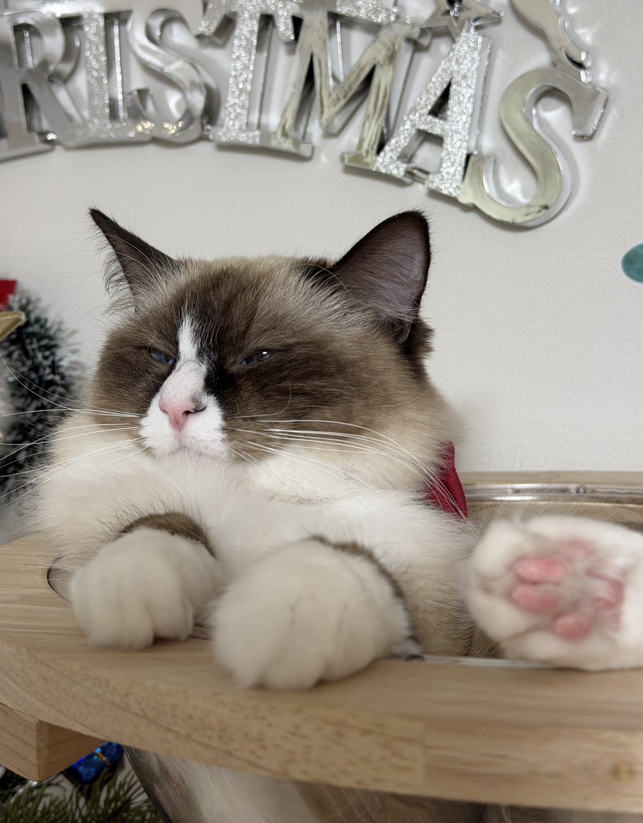 今日は雨だにゃ〜🐱☔️ ニャルソックが中止になったのでUFOでおねんね