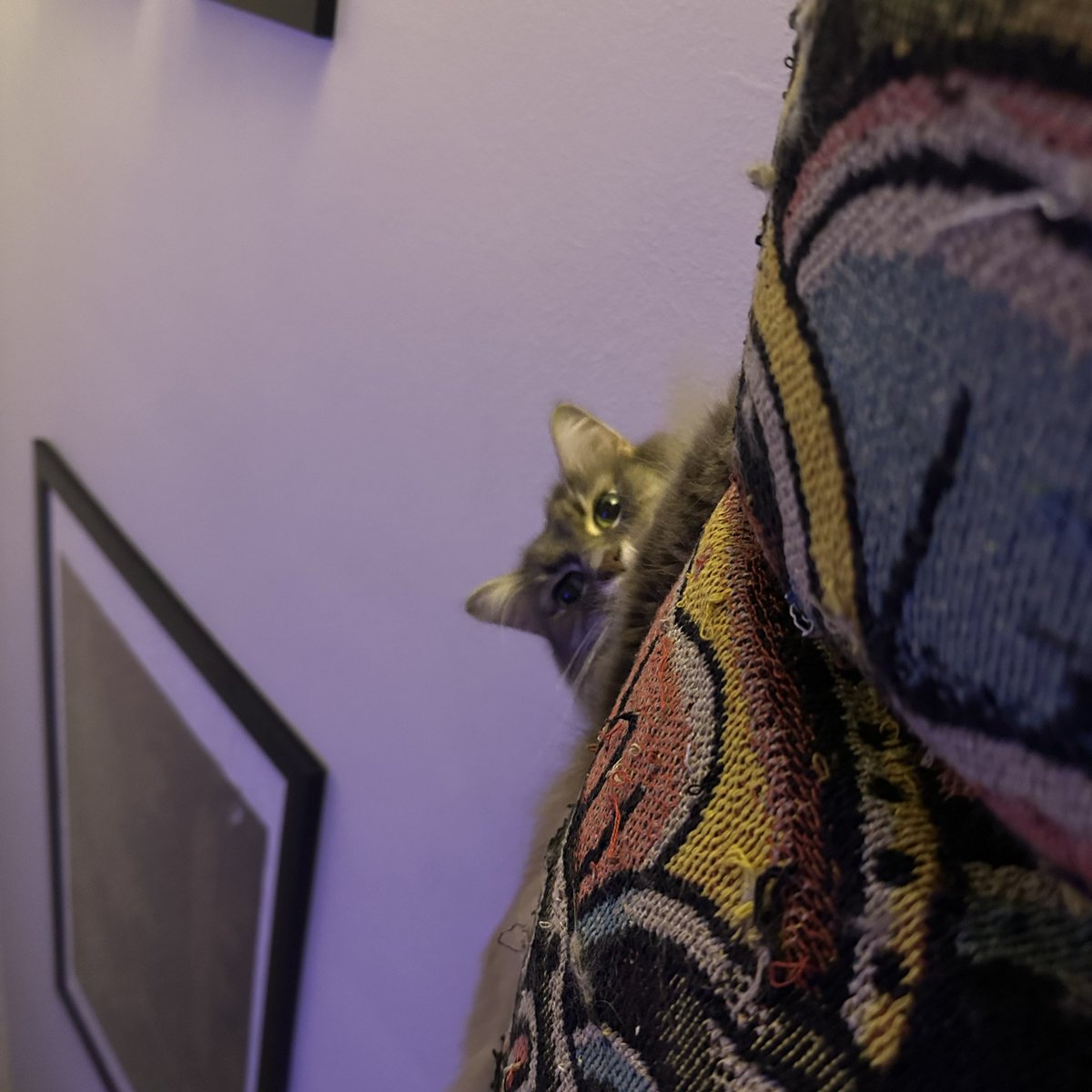 I lost my sweet Oliver yesterday. 😭💔Cancer fucking sucks.