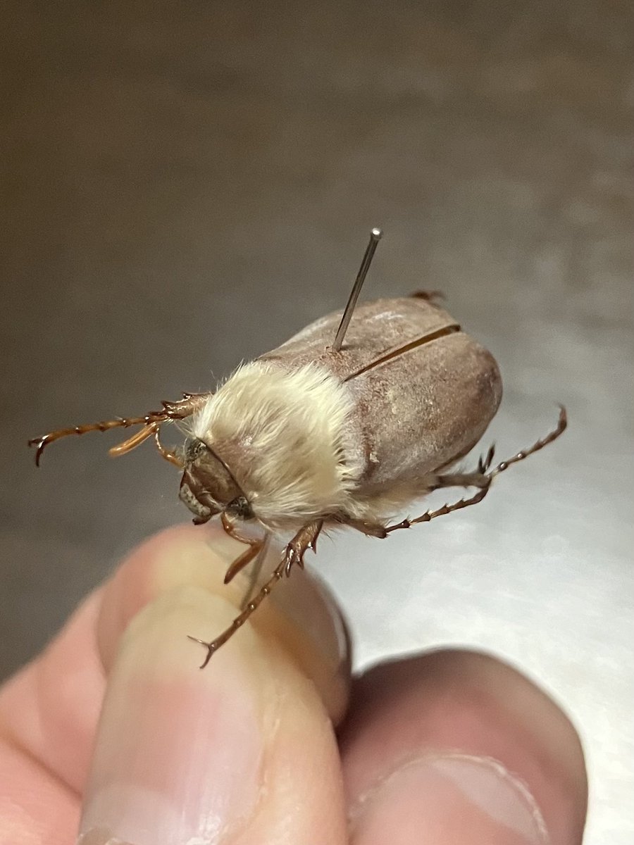 Chioneosoma gorilla from KAZAKHSTAN
カザフスタンのコフキコガネ

Chioneosoma：コフキコガネ属の、gorilla：毛深い部族(古希)なので、ケブカコフキコガネと呼ぶ(勝手に和名)。

アフリカのライオンコガネといい、毛深い事に何か意味があるんだろうなぁ。
意味はわからんけど