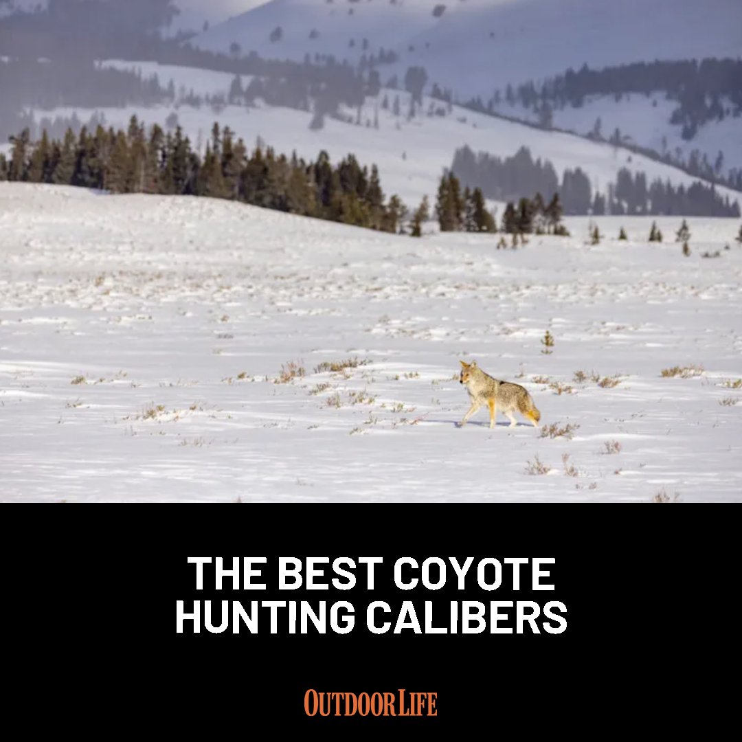 Whether you prefer long range or calling them in close, here are our top picks for coyote hunting: trib.al/hgBLycB