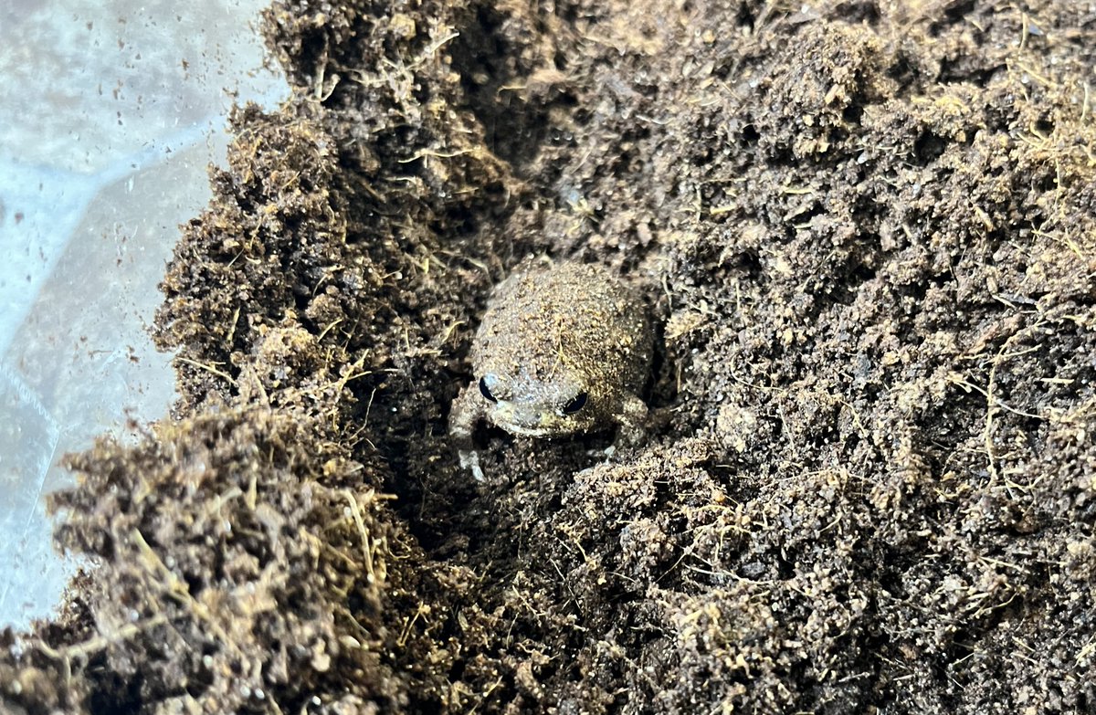 KMYreptiles's tweet image. アメフクラカエル入荷！

販売は月曜からします☺️
本日は12:00〜20:00まで
営業致します！
ご来店お待ちしております♪

#爬虫類
#爬虫類ショップ
#KMY