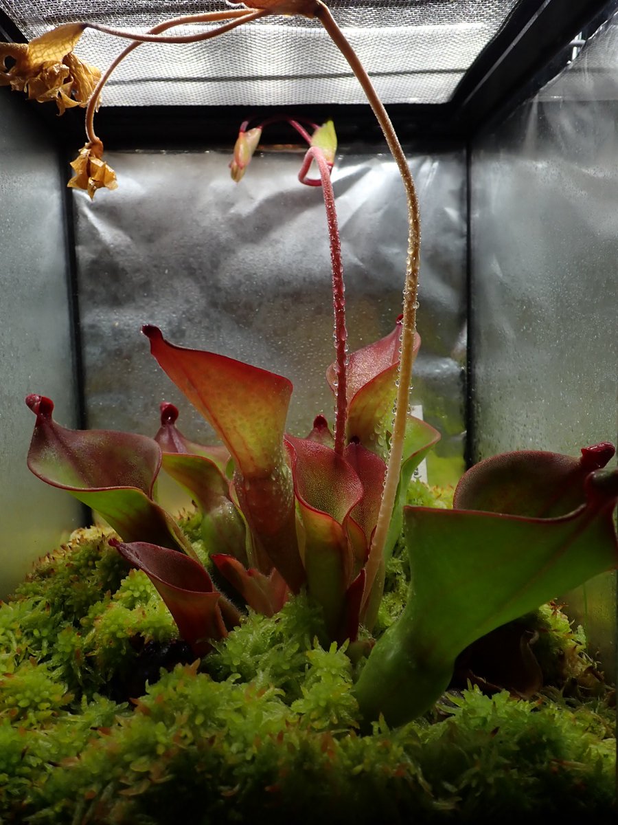 ヘリアンフォラ