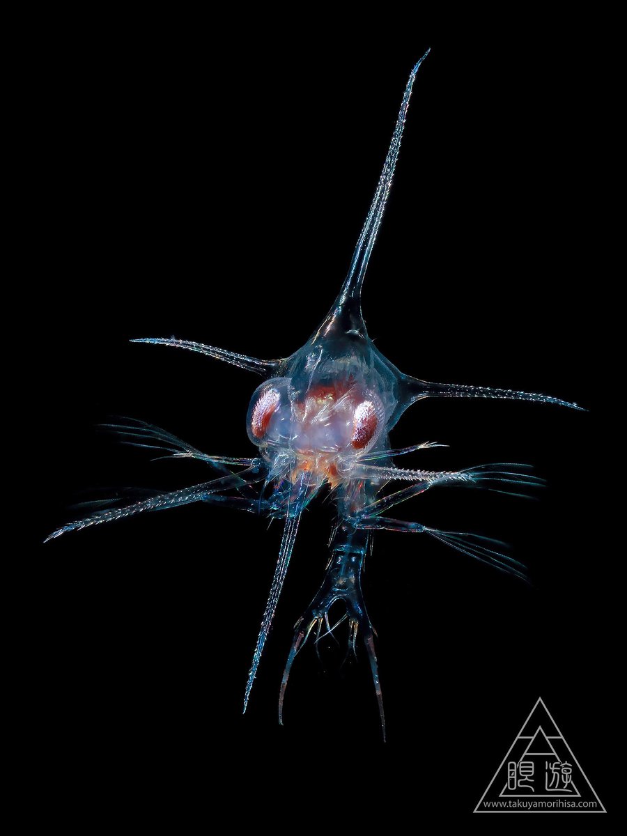 眼遊 GANYU tweet media