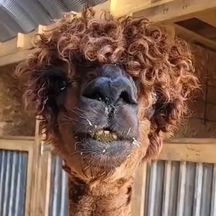 MONCAYOJUAN's tweet photo. Se pasannn....jajajaja 😆😆😆😹😹😹 https://t.co/bMU3qOoECE