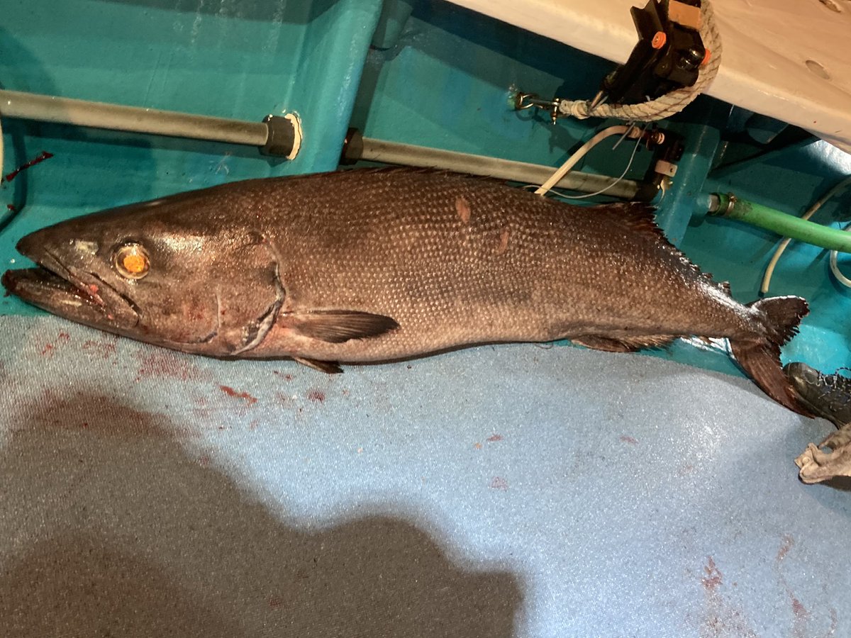 r_chan_mo's tweet photo. 友達と去年のリベンジ付き添いでバラムツ釣りにいってきた！

40kgオーバーをキャッチ！
友達リベンジ成功！

僕は去年にバラムツ釣ったのと酔いがヤバかったので今回はファイトシーン撮影係📷

身は全身脂のトロの真っ白でとっても美味🐟とりあえず4切れまで！ https://t.co/K6gTxCGwBV