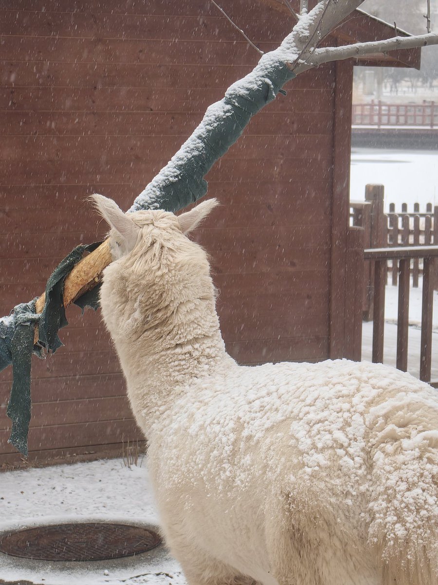 chinosan_dn's tweet photo. First Snow in Beijing
#snow https://t.co/fI7YIWpWxN