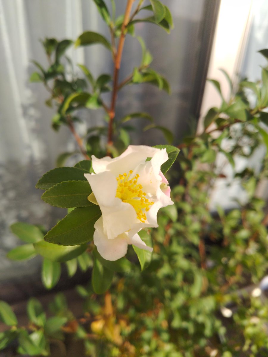 bunshimura's tweet image. 芥川龍之介没後、遺族が植えた田端・芥川邸の山茶花。2019年老木化を理由に伐採して以降は、植木職人に挿し木で育ててもらい種の保存に努めています。我が家のベランダにも試験的に挿し木をして6年が経ちました。
師走の冷たい空気の中、今朝、初めて白い花が咲きました。嬉しさひとしお（館補）。
